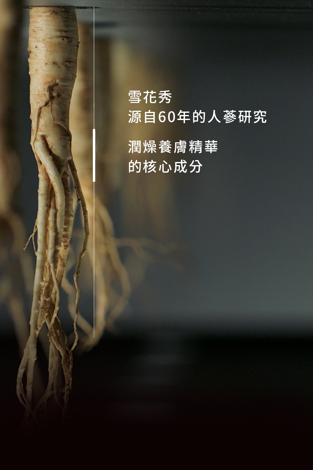 雪花秀 源自60年的人参研究 润燥养肤精华 的核心成分 
