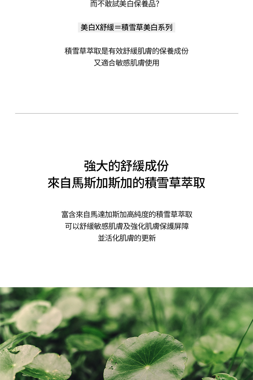 富含来自马达加斯加高纯度的积雪草萃取